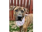 Adopt Pookie a Mixed Breed (Medium) / Mixed dog in Menomonie, WI (41234775)