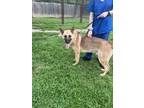Adopt MAC AKA MAX a Tan/Yellow/Fawn - with Black German Shepherd Dog / Mixed dog