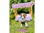 Adopt Molly a Brown/Chocolate - with White Golden Retriever / English Setter /