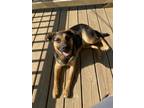 Adopt Bear a Black - with Tan, Yellow or Fawn German Shepherd Dog / Labrador