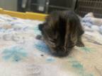 Adopt Green Goddess a All Black Domestic Shorthair / Mixed Breed (Medium) /