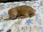 Adopt Buttermilk a Orange or Red Domestic Shorthair / Mixed Breed (Medium) /