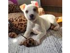 Adopt Jane a Tricolor (Tan/Brown & Black & White) Australian Cattle Dog dog in