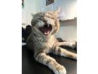 Adopt Grizz a Gray, Blue or Silver Tabby Domestic Shorthair / Mixed (short coat)