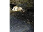 Adopt Daisy a Brown/Chocolate - with White Siberian Husky / Mixed dog in Hyde