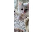 Adopt Captain a White Turkish Van (long coat) cat in Calimesa, CA (41279728)