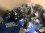 Adopt Chickpea a All Black Domestic Shorthair / Mixed Breed (Medium) / Mixed