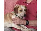 Adopt Casper a White Beagle / Blue Heeler / Mixed dog in Plain City