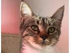 Adopt Darcy a Brown Tabby Domestic Shorthair / Mixed (short coat) cat in Los