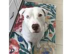 Adopt Winnie - AVAILABLE a Pit Bull Terrier dog in Seattle, WA (40450286)