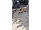 Adopt Sable a Great Dane / Mixed dog in Tehachapi, CA (41282724)