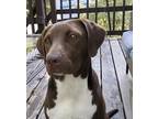 Adopt Milly - Tilly’s 5 pups a Brown/Chocolate - with White Pit Bull Terrier /
