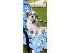 Adopt Izzy a Shih Tzu / Mixed dog in Davie, FL (39938935)