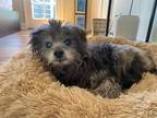 Adopt Bruce a Gray/Blue/Silver/Salt & Pepper Schnauzer (Miniature) / Mixed dog