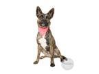 Adopt Mocha a Brindle - with White Shepherd (Unknown Type) / Mountain Cur /