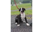Adopt Tabby - Adoptable a Labrador Retriever / Mixed Breed (Medium) / Mixed dog
