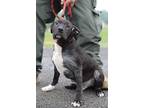 Adopt Troy - Adoptable a Labrador Retriever / Mixed Breed (Medium) / Mixed dog