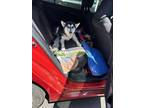 Adopt Maggie-IN FOSTER a Black Alaskan Klee Kai / Mixed Breed (Medium) / Mixed