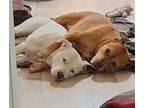Adopt Luna a White - with Black American Pit Bull Terrier / Mixed dog in