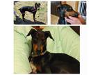 Adopt Xena a Black - with Brown, Red, Golden, Orange or Chestnut Doberman