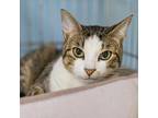 Adopt Theo a Brown Tabby Domestic Shorthair / Mixed Breed (Medium) / Mixed