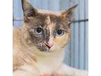 Adopt Lily a Gray or Blue American Shorthair / Mixed Breed (Medium) / Mixed