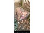 Adopt Belle a Tan/Yellow/Fawn - with White American Staffordshire Terrier / Mutt