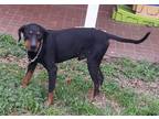 Adopt Luke a Black - with Brown, Red, Golden, Orange or Chestnut Doberman