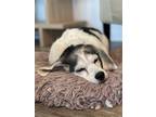 Adopt Lucy a Beagle / Mixed dog in Mcclellanville, SC (41260725)