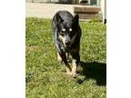 Adopt Kitty a Australian Cattle Dog / Mixed dog in Mcclellanville, SC (41260724)