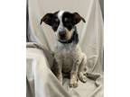 Adopt Gruber a White Australian Cattle Dog / Mixed Breed (Medium) / Mixed (short
