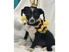 Adopt Indy a Black Australian Cattle Dog / Mixed Breed (Medium) / Mixed (short