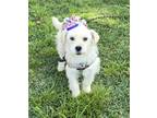 Adopt Bianka a White Schnauzer (Miniature) / Parson Russell Terrier / Mixed dog
