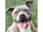 Adopt Violet a Gray/Silver/Salt & Pepper - with White Pit Bull Terrier / Mixed