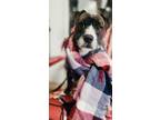Adopt Paddington a Gray/Silver/Salt & Pepper - with Black Patterdale Terrier