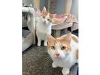 Adopt Degu a Domestic Shorthair / Mixed (short coat) cat in Menomonie