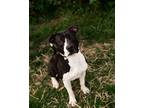Adopt Dunkin a Brindle Mixed Breed (Small) / Mixed Breed (Medium) / Mixed (short