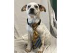 Adopt Bingo a White Australian Cattle Dog / Mixed Breed (Medium) / Mixed (short