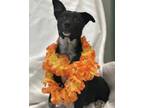 Adopt Calypso a Black Australian Cattle Dog / Mixed Breed (Medium) / Mixed