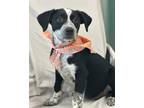 Adopt Chilli a Black Australian Cattle Dog / Mixed Breed (Medium) / Mixed (short
