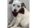 Adopt Bluey a White Australian Cattle Dog / Mixed Breed (Medium) / Mixed (short
