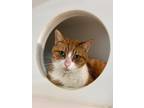 Adopt Fritz a Orange or Red Tabby Domestic Shorthair (short coat) cat in