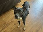 Adopt Lucy Lu a Black - with White Boston Terrier / Mixed dog in San Antonio