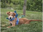 Adopt Heidi a Red/Golden/Orange/Chestnut Carolina Dog / Mountain Cur / Mixed dog