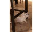 Adopt Aurora a White (Mostly) Munchkin (medium coat) cat in Dallas
