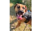 Adopt Tiger a Tan/Yellow/Fawn Mixed Breed (Small) / Mixed Breed (Medium) / Mixed