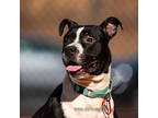 Adopt Maple* a Black Mixed Breed (Small) / Mixed Breed (Medium) / Mixed (short