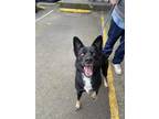 Adopt Tabitha a Black German Shepherd Dog / Mixed Breed (Medium) / Mixed (medium