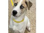 Adopt Lani a White Great Pyrenees / Mixed Breed (Medium) / Mixed (short coat)