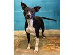 Adopt Java K50 9/28/23 a White German Shorthaired Pointer / Mixed Breed (Medium)